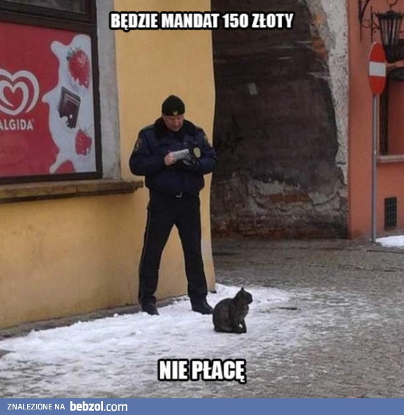 Koty nie płacą