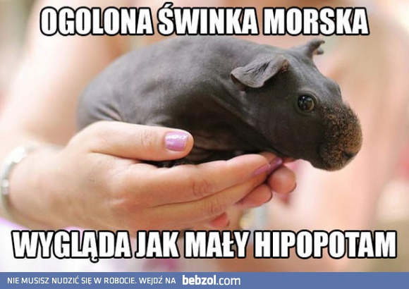 Świnka morska bez włosów