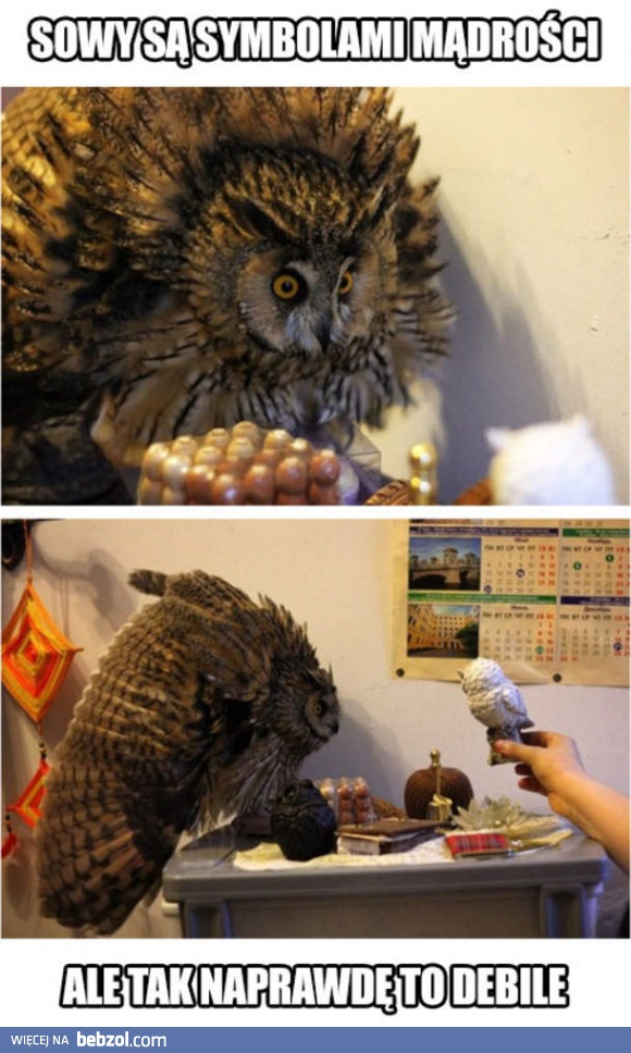 Sowy są symbolami mądrości, ale tak naprawdę...