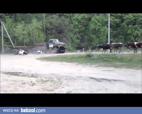 I tylko krówek szkoda