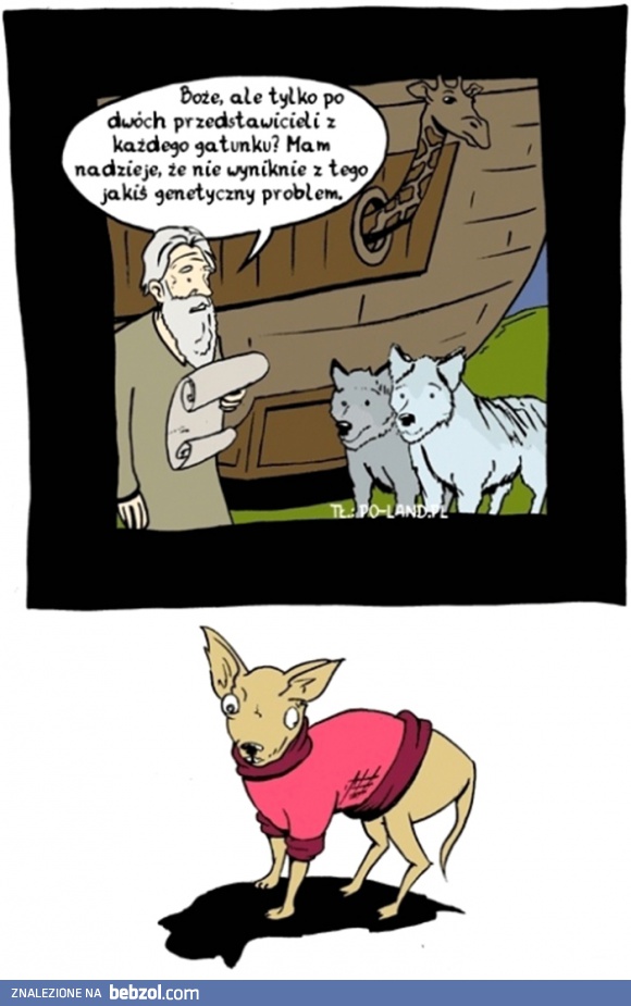 Tak powstały chihuahua