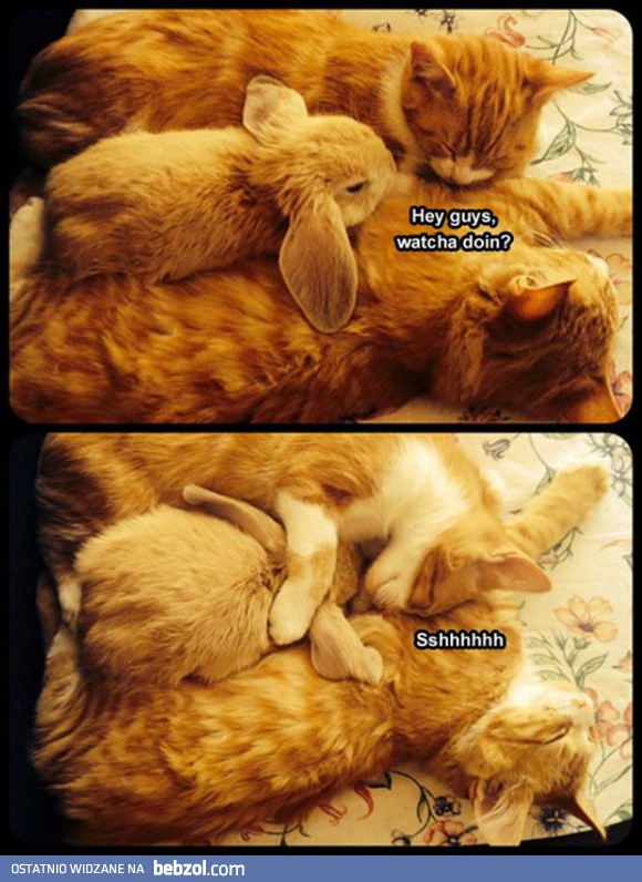 Hej chłopaki, co robicie