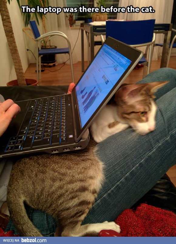 Dla jasności, laptop był tu przed kotem