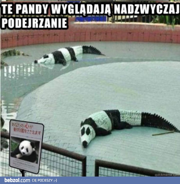 Podejrzane pandy