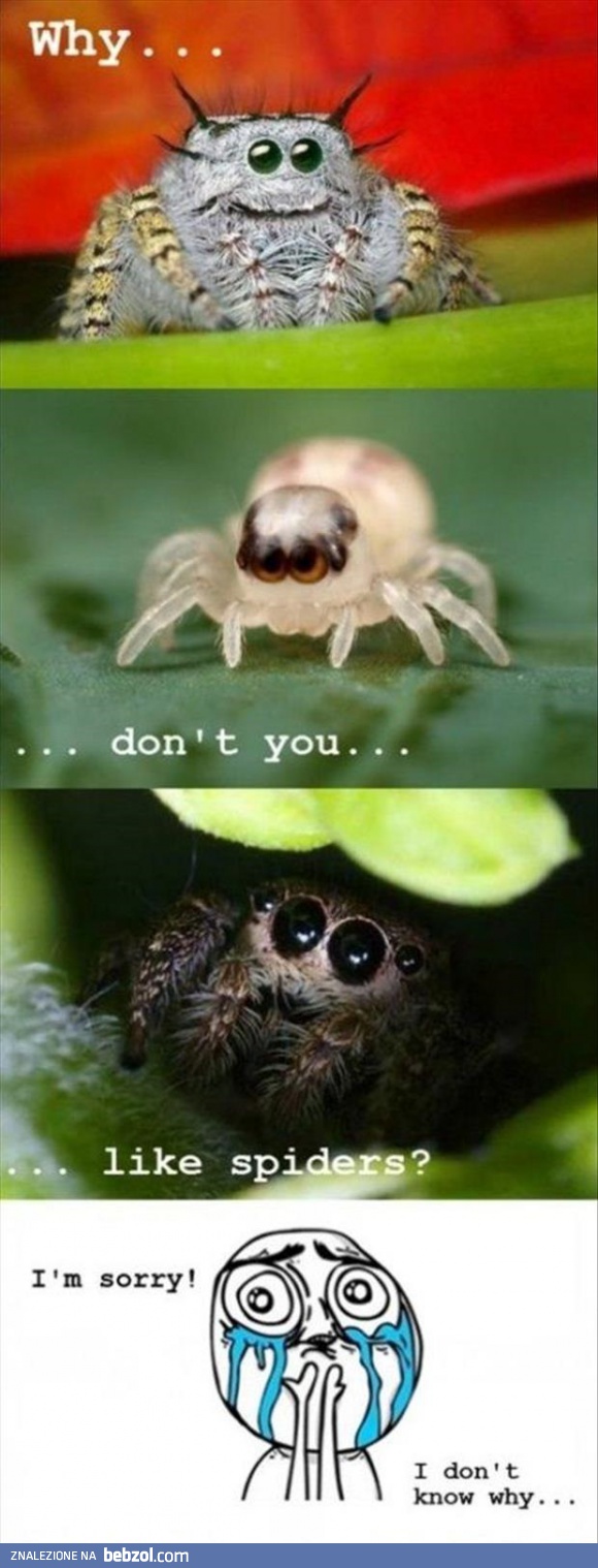 Dlaczego nie lubisz pająków?