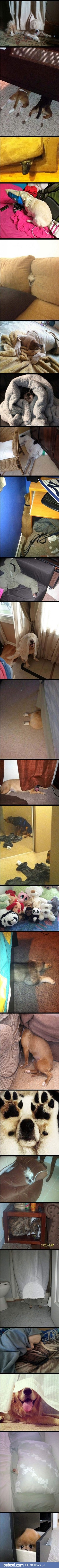 Z cyklu: Jak mój pies bawi się w chowanego