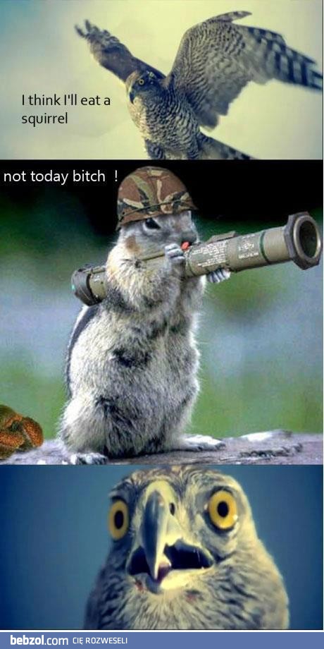 Zjem wiewiórkę 
