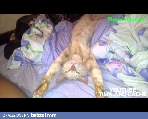 Cat Kesha - potyagushki, śmieszne koty