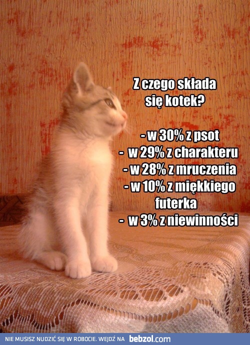 Z czego składa się kot?