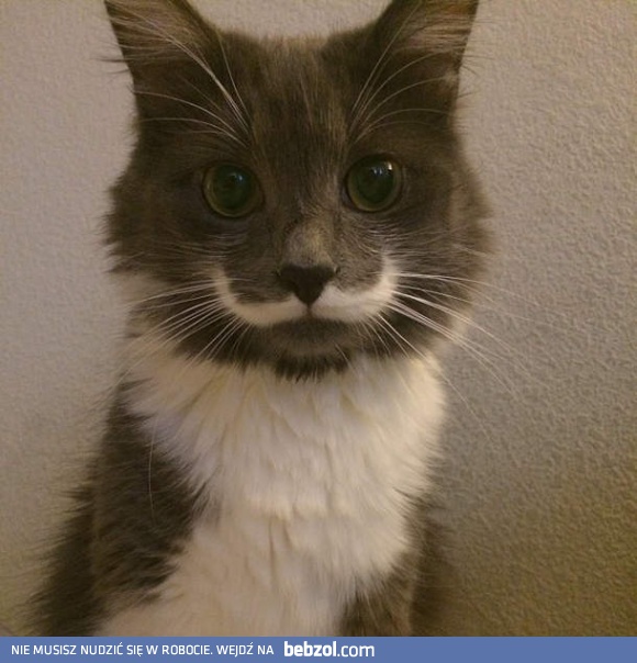 Kot z wąsikiem