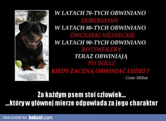 Bądź odpowiedzialny za swojego psa