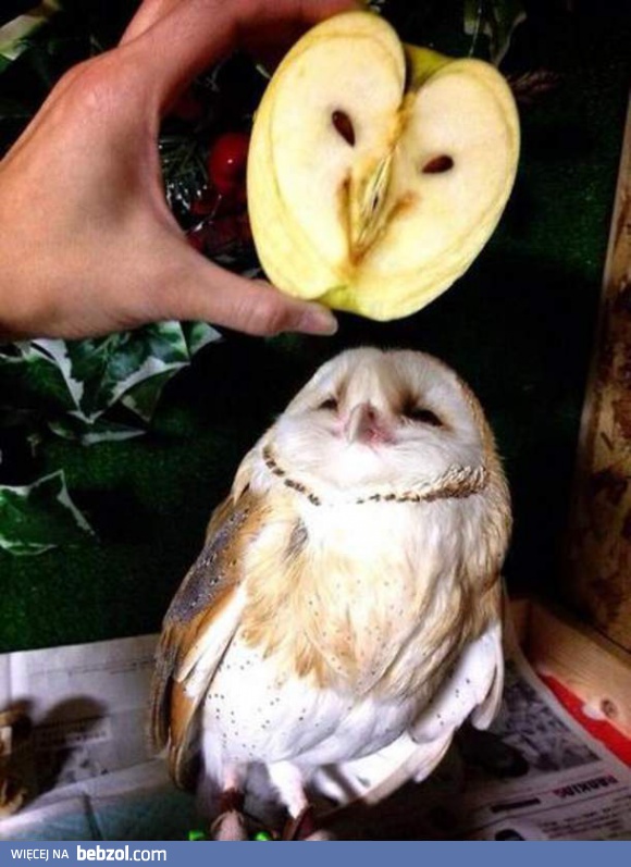 Rozdzielone bliźniaki