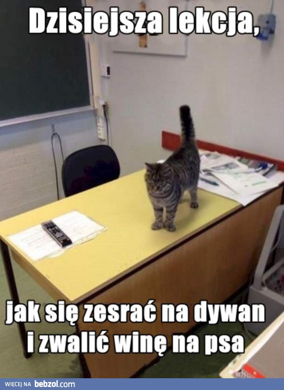 Witajcie na zajęciach, kotki