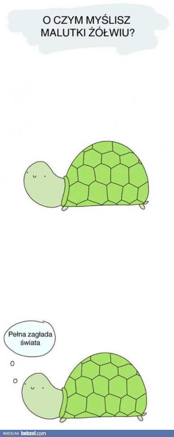 O czym myślisz, żółwiku?