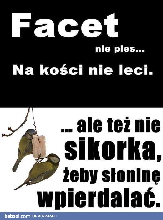 Ni to pies, ni sikorka