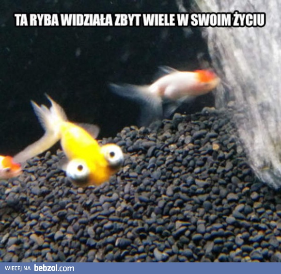 Ta ryba widziała już za wiele