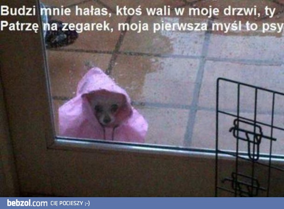 Psy walą w drzwi