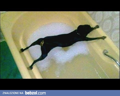 Psy, które nie lubią się kąpać