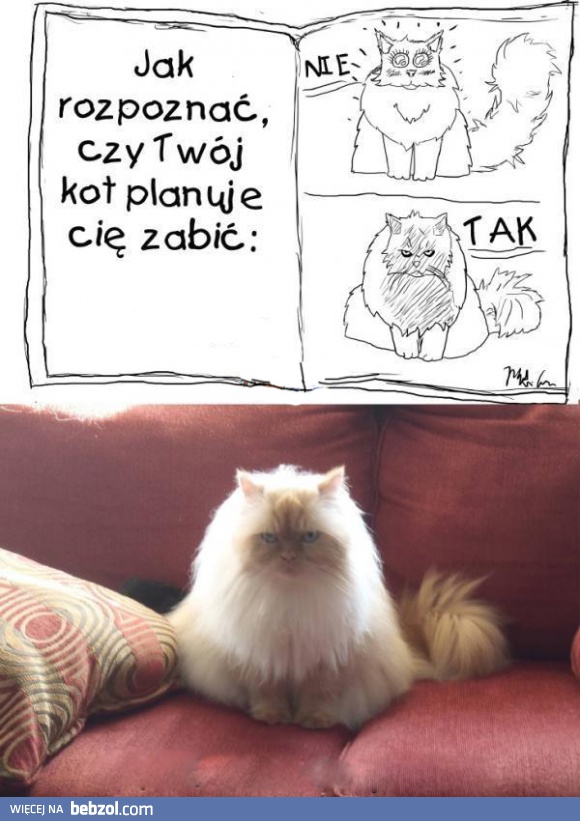 Jak poznać kota-mordercę