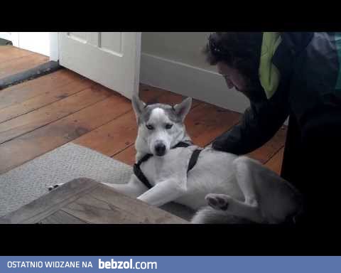 Husky nie chce iść do budy