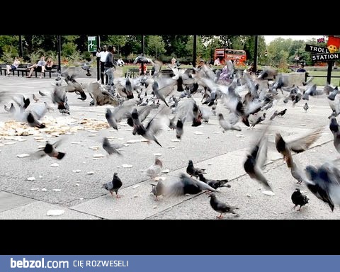 Najgorszy żart na świecie - gołębie na środku przeczyszczającym...