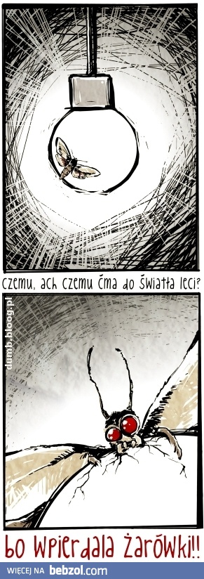 Sekret ćmy rozwiązany