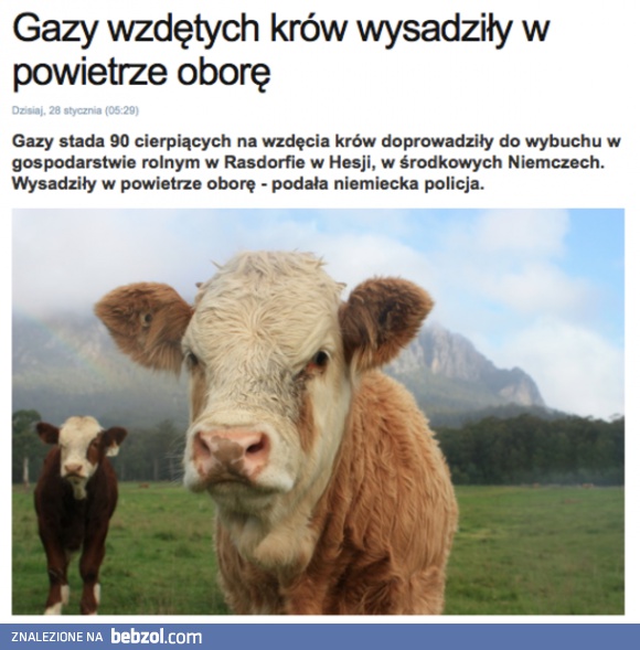 Krowy się wkurzyły