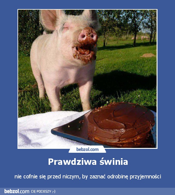 Prawdziwa świnia