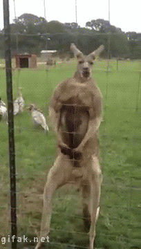 Skoksowany kangur