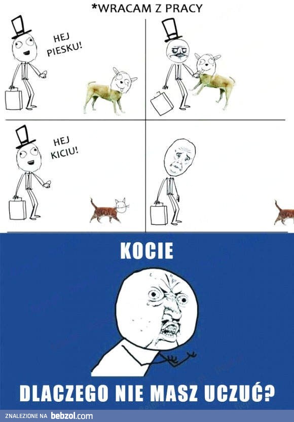 Kocie!