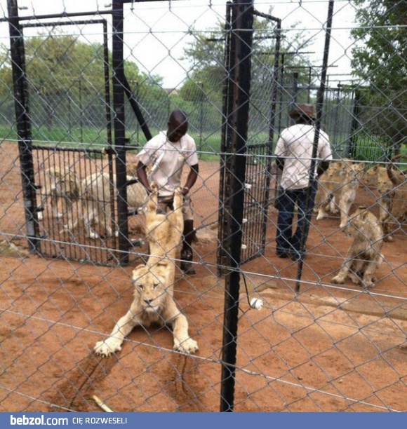 Pożegnanie z Afryką