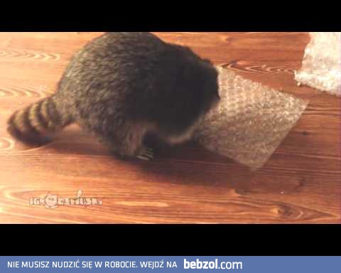 Nie tylko ludzie lubią folię bąbelkową