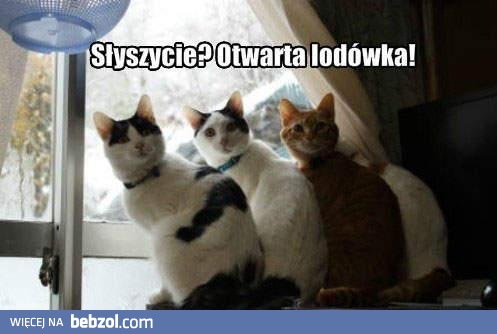 Słyszycie