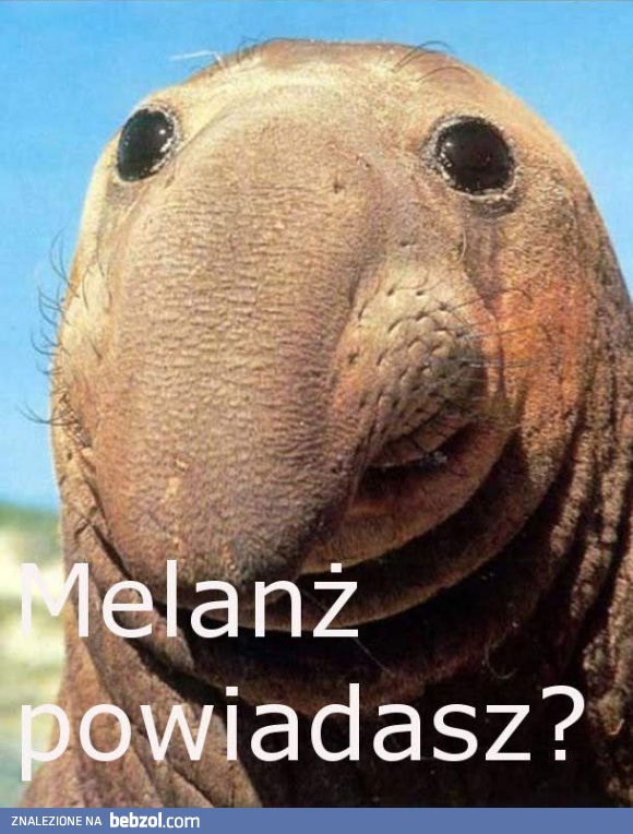 Wyczuwam melanż!