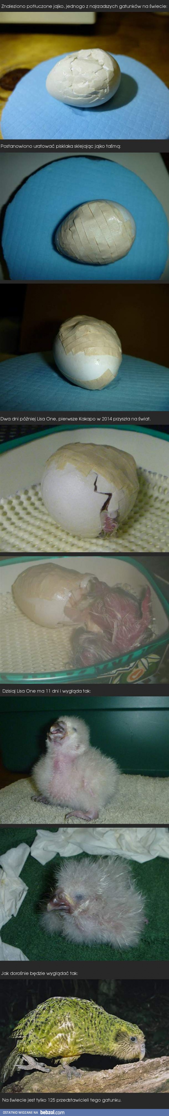 Bezcenne jajko