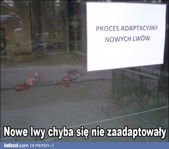 Adaptacja lwów