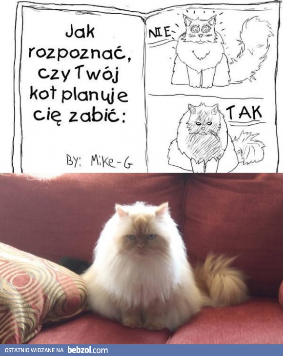 Zdjęcie mojego kota