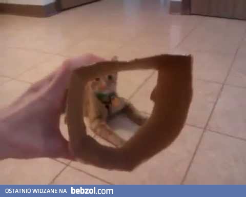 Kot atakuje z pudełka