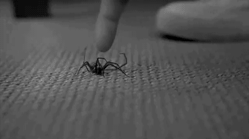 Pająk który ugryzł spidermana