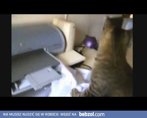 Koty i drukarki