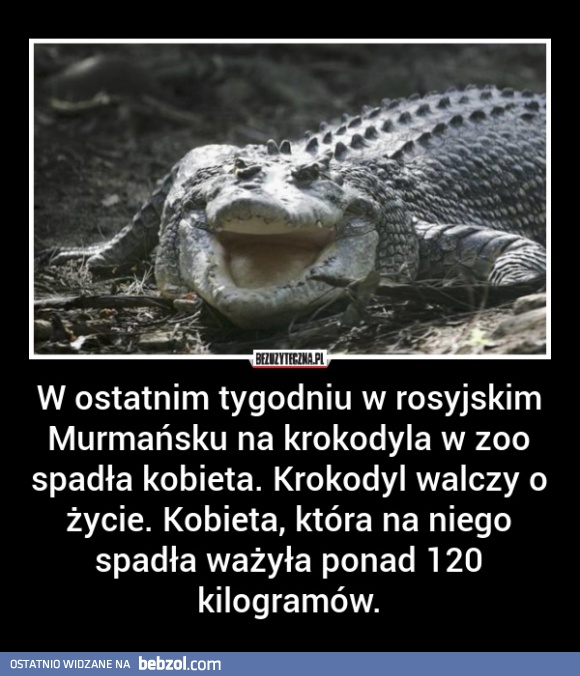 Biedny krokodyl
