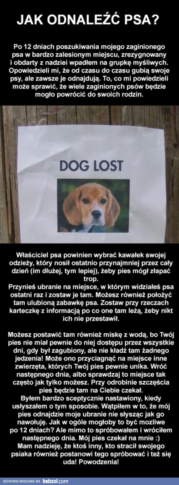 Jak odnaleźć zaginionego psa?