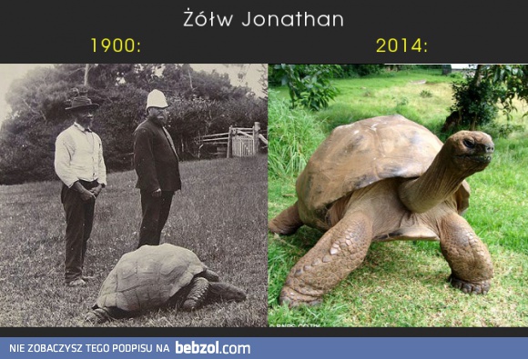 Poznajcie żółwia Jonathana