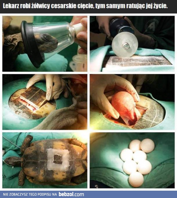 Operacja na żółwiu