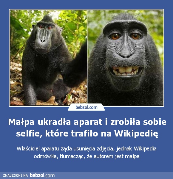 Małpa ukradła aparat i zrobiła sobie selfie, które trafiło na Wikipedię