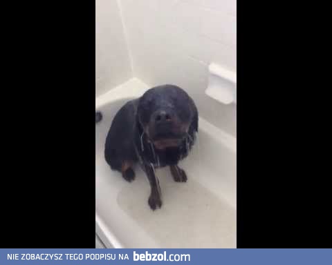Rottweiler który uwielbia prysznice
