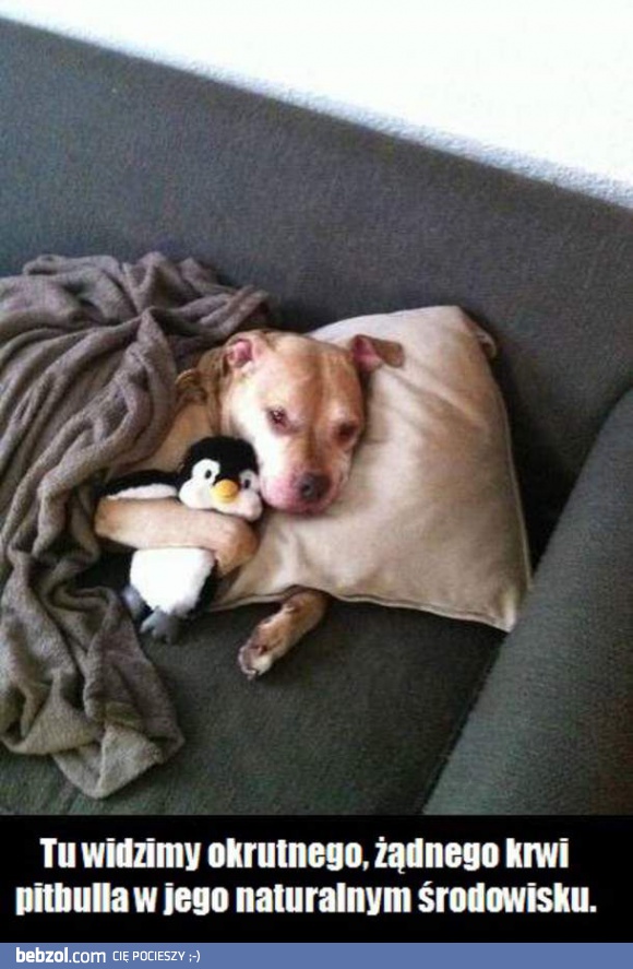 Pitbull w swoim królestwie