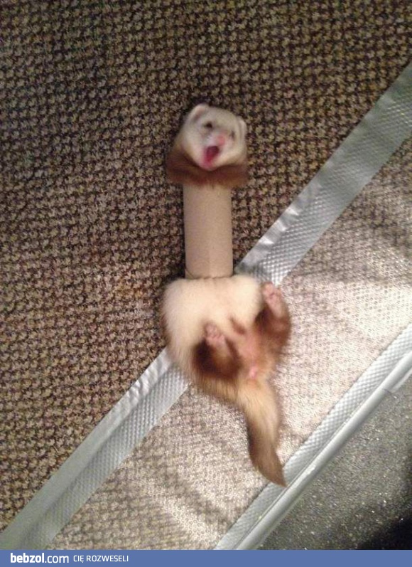 Dam radę, przejdę!