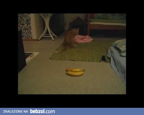 1 kot i 2 banany