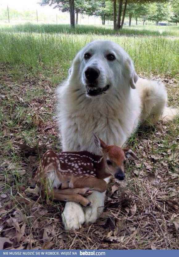 Opiekuńczy pies